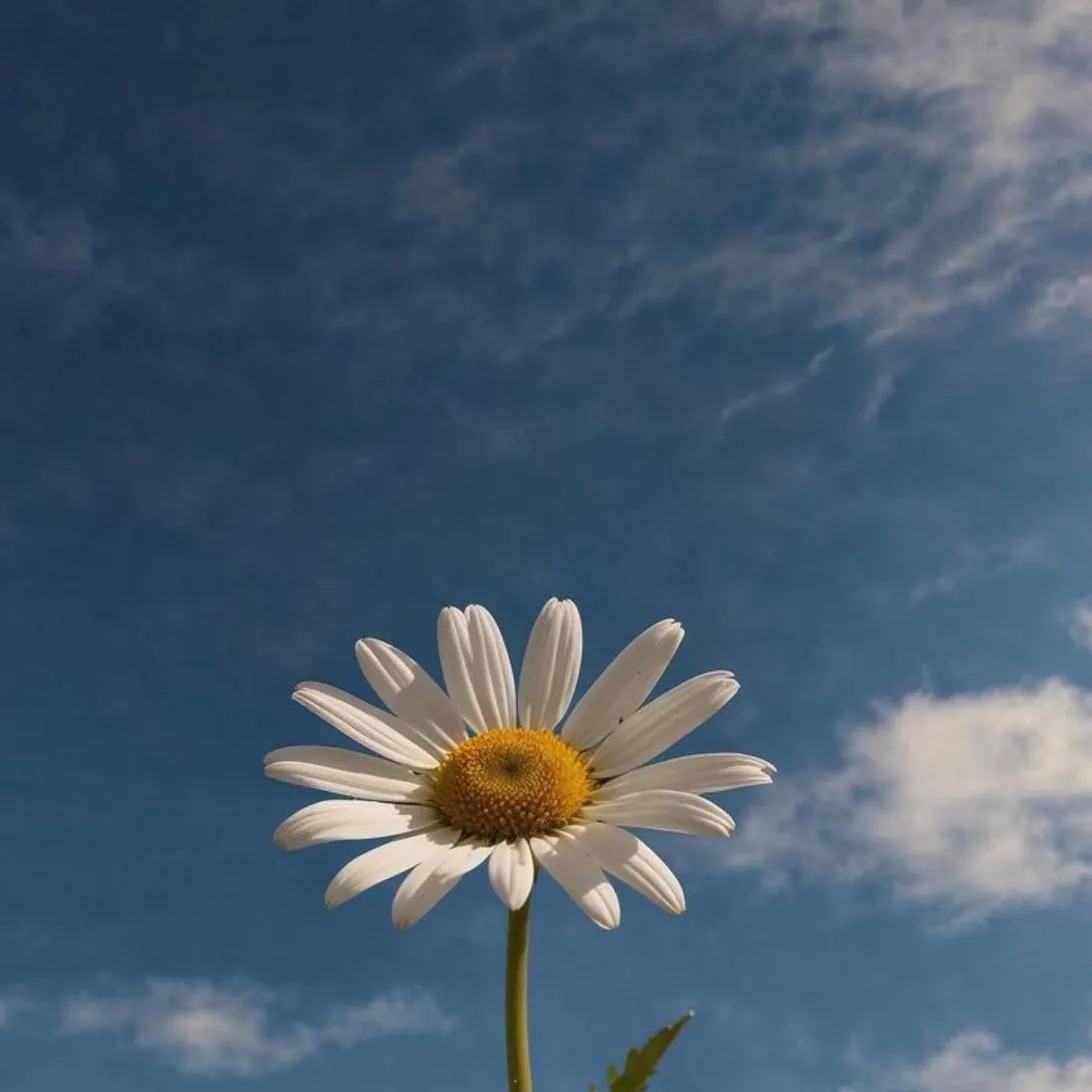 Instagram PFP #38 (aesthetic, flower, sky)