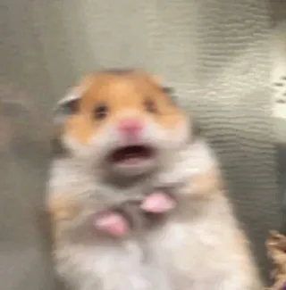 Meme PFP #12: An orange and white hamster stands up with its mouth wide open and a startled look against a grey background.