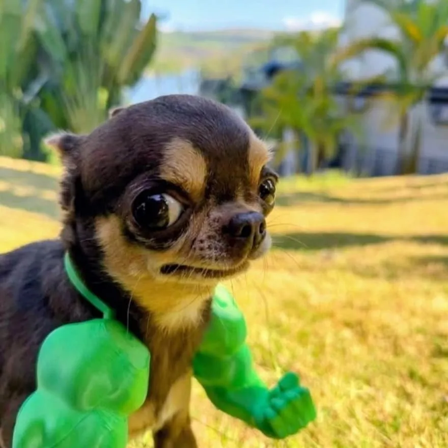 Meme PFP #41 (dog, funny)
