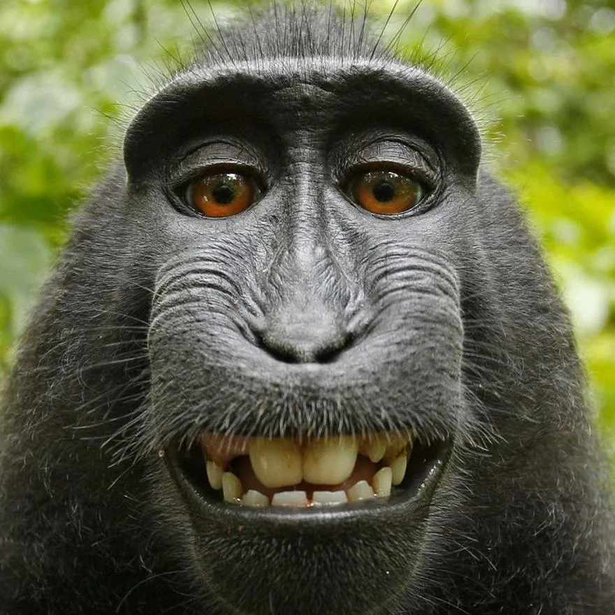 Monkey PFP #29