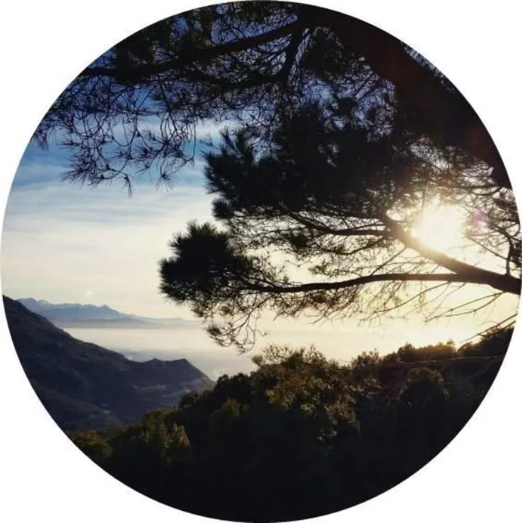 Nature PFP #10 (forest, tree)