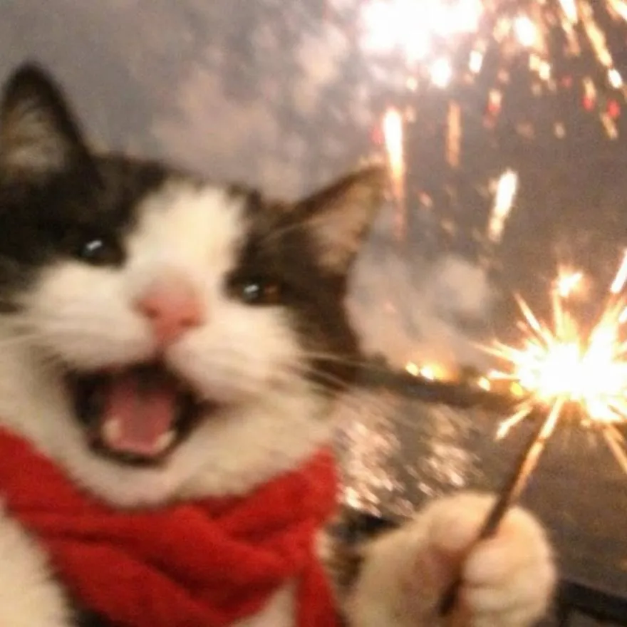 New Year PFP #13 (cat, funny)