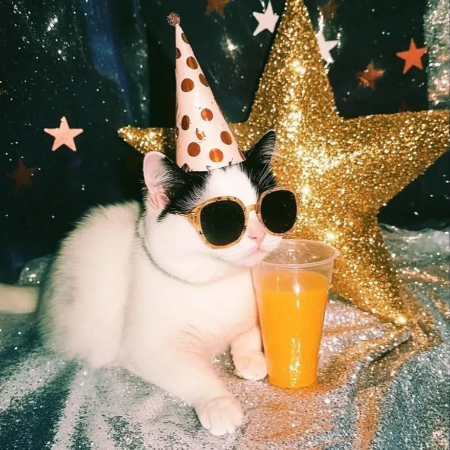 New Year PFP #14 (cat, funny)