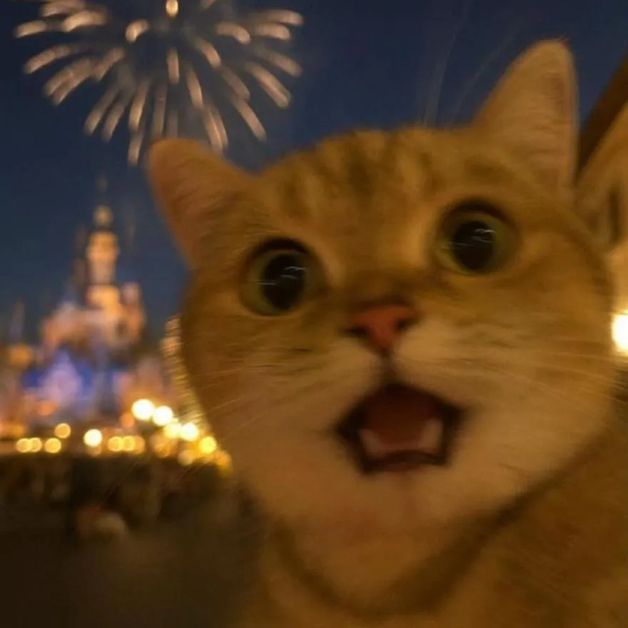 New Year PFP #16 (cat, funny)