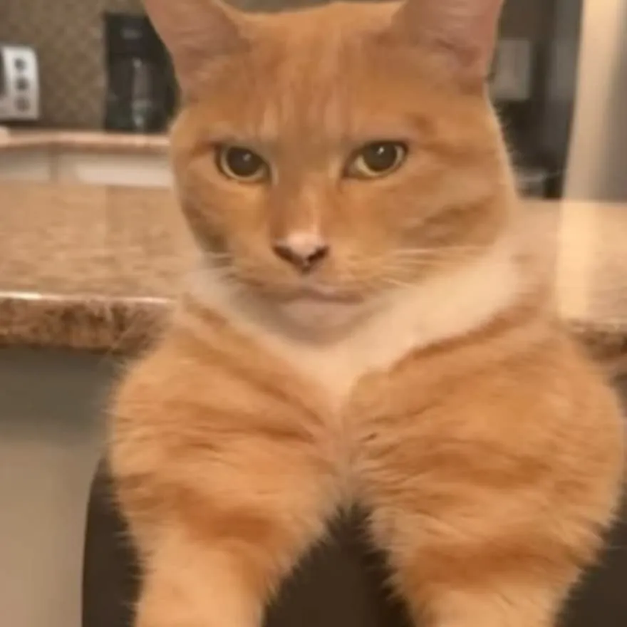 Nonchalant PFP #10 (cat, chill, meme)