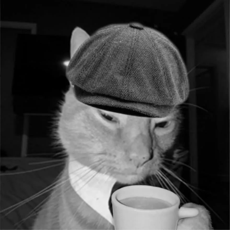 Nonchalant PFP #8 (black and white, cat, funny)