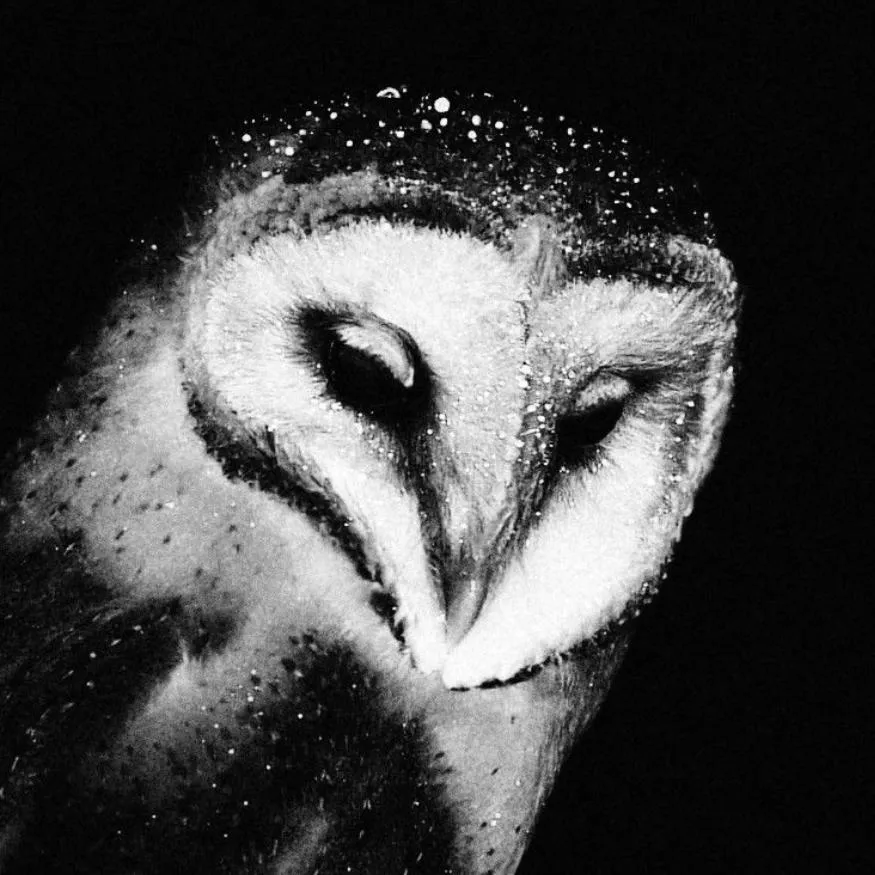 Owl PFP #11: A barn owl with a pale heart shaped face and dark eyes tilts its head in high contrast black and white, dusted with white specks.