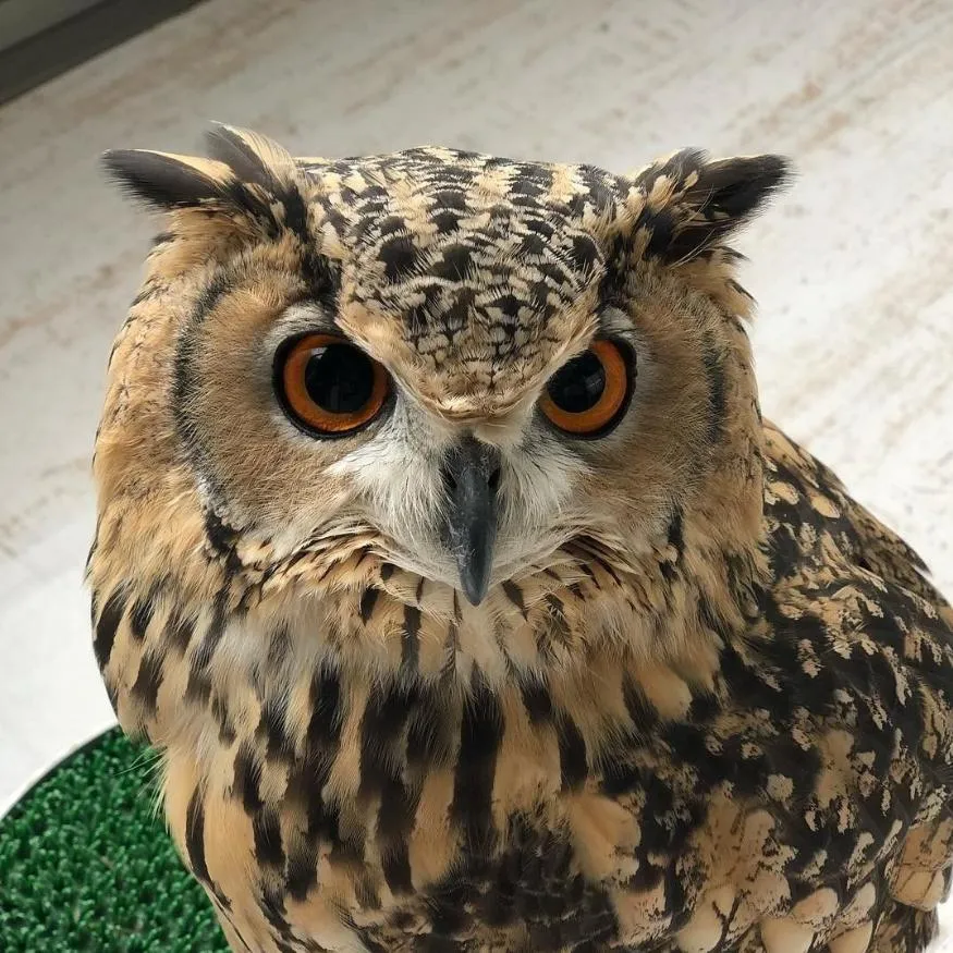 Owl PFP #12: A speckled brown eagle owl with ear tufts and bright orange eyes stares straight ahead in front of a pale marble wall.