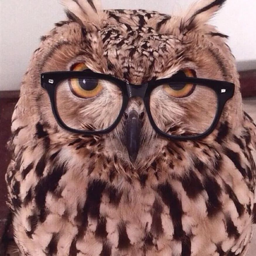 Owl PFP #14: A fluffy brown eagle owl with orange eyes and pointed ear tufts wears thick black rectangular glasses in front of a pale wall.