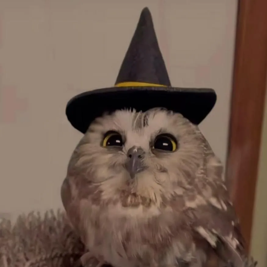 Owl PFP #18: A fluffy grey owl with round dark eyes wears a small black witch hat with a yellow band in a softly lit room.