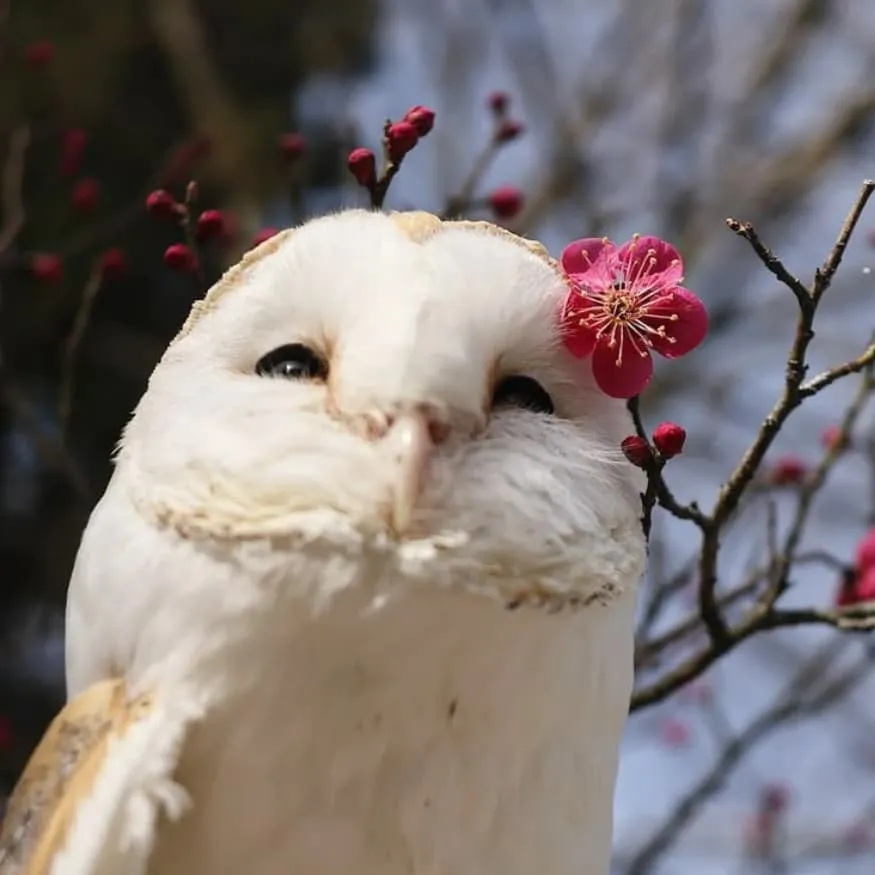 Owl PFP #3 (cute, flower, real)