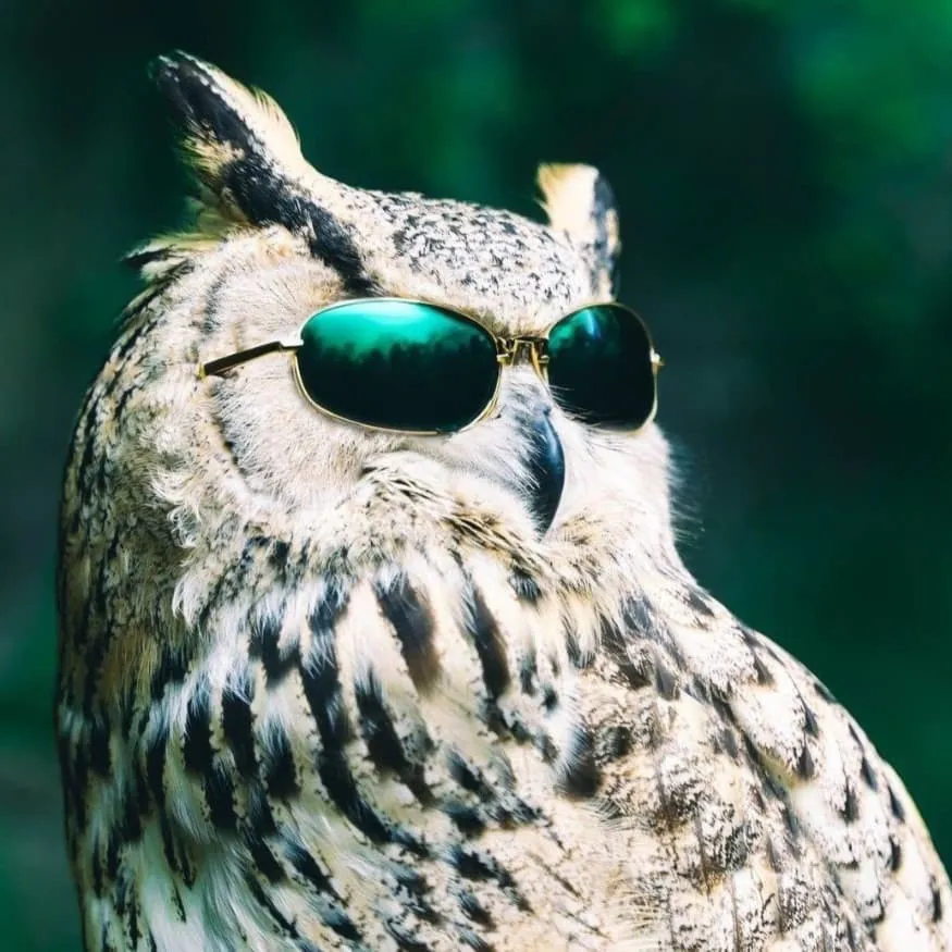 Owl PFP #5 (cool, real, sunglasses)