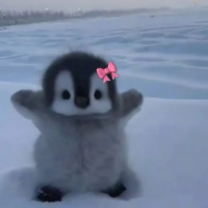 Penguin PFP #4 (baby, bow, cute, real)