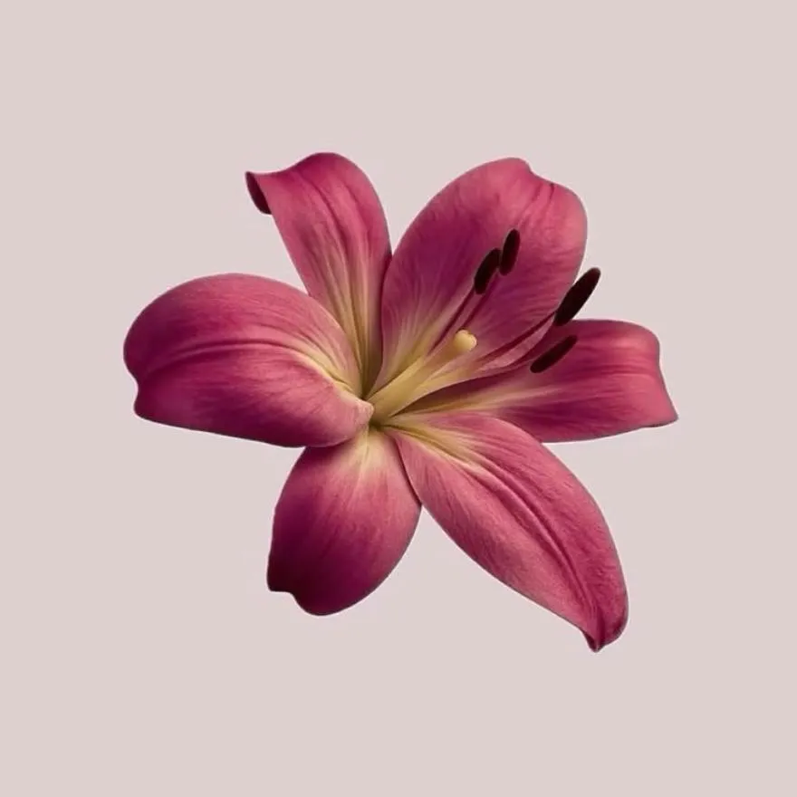 Pink PFP #16 (aesthetic, flower)