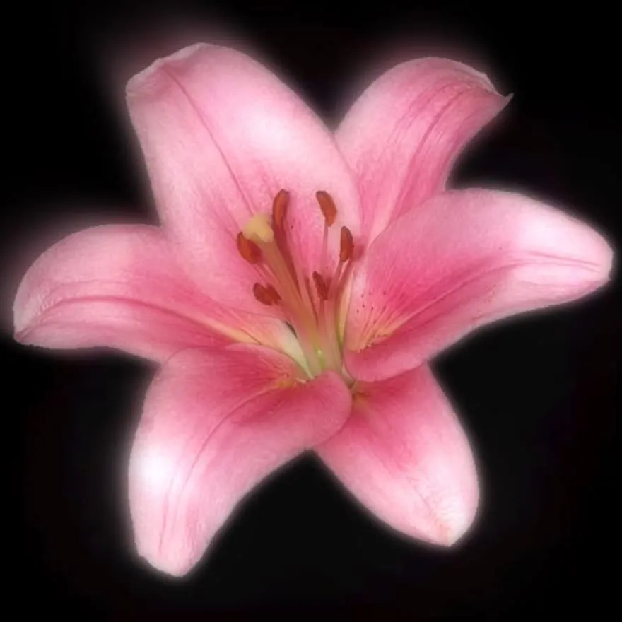Pink PFP #31 (aesthetic, dark, flower)