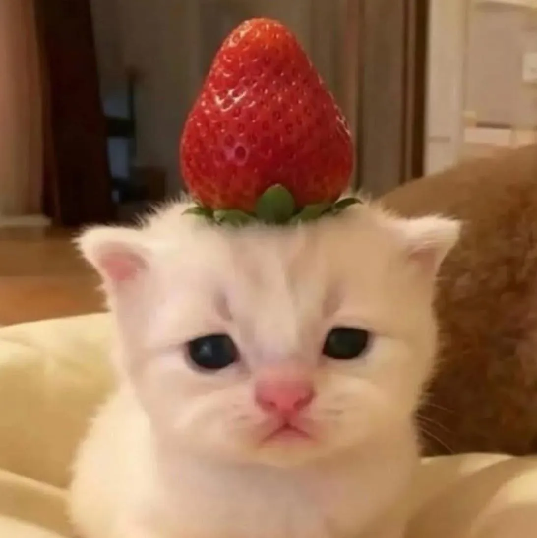 Strawberry PFP #17 (cat, cute, funny)