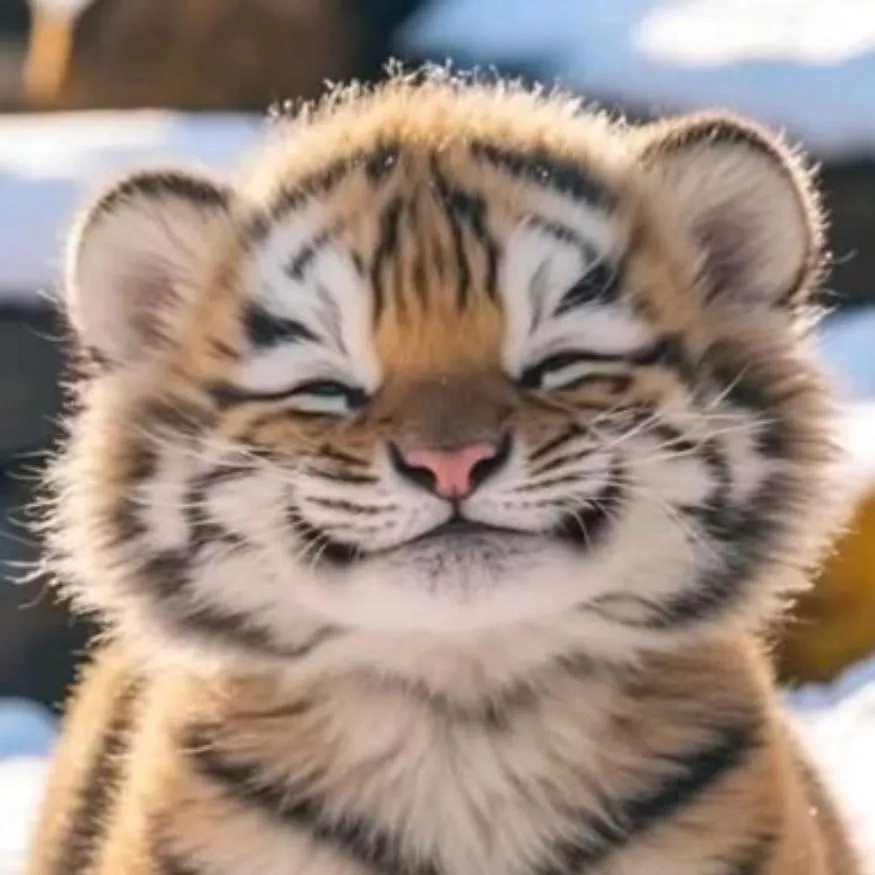 Tiger PFP #22: A close-up of a fluffy pale tiger cub squinting with a wide grin and a pink nose, with snow blurred in the background.