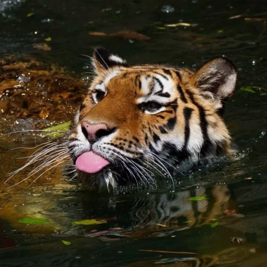 Tiger PFP #4 (funny, real)