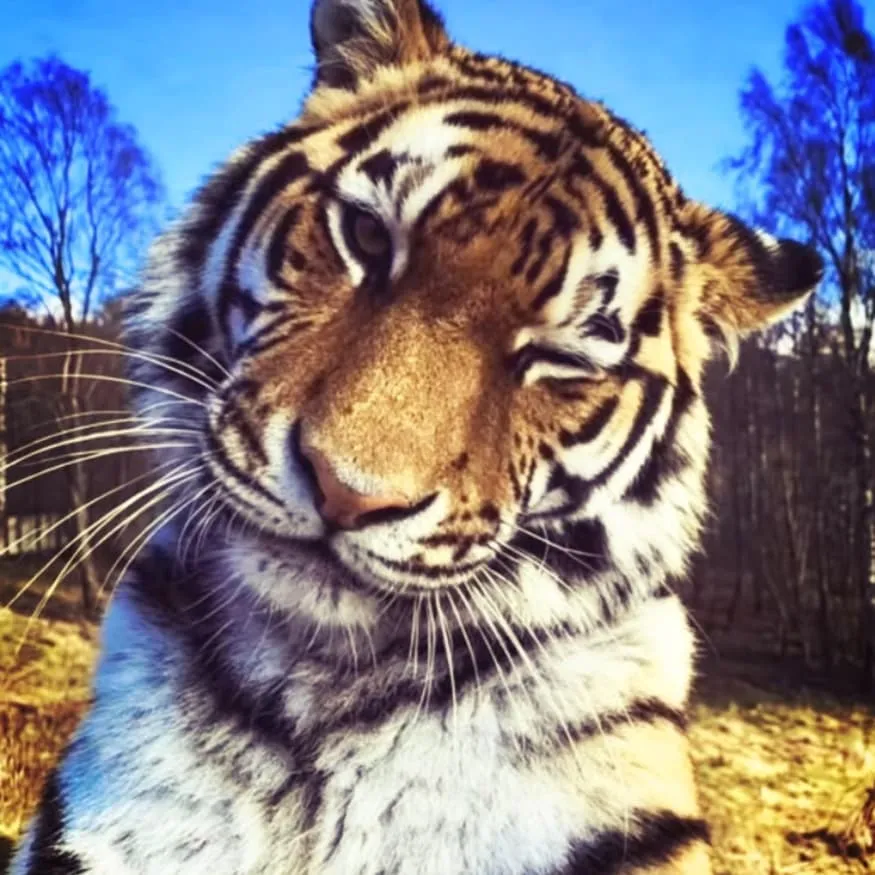 Tiger PFP #5 (funny, real)