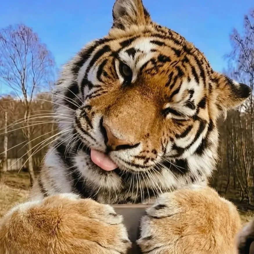 Tiger PFP #6 (cute, funny, real)