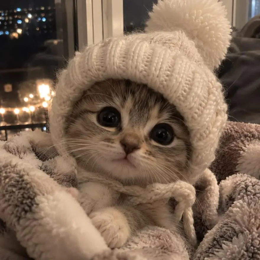 Winter PFP #20 (cat, cute)