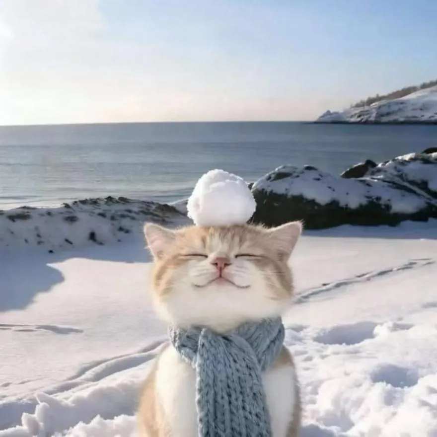 Winter PFP #22 (cat, cute)